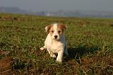 JACK RUSSEL 363